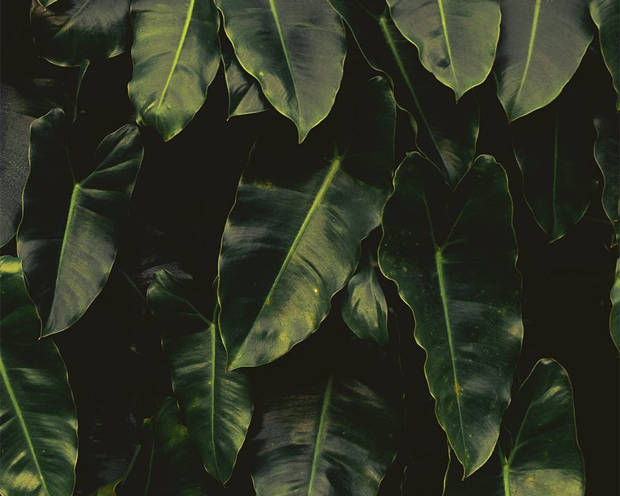 Plantas de interior — Del Jardín